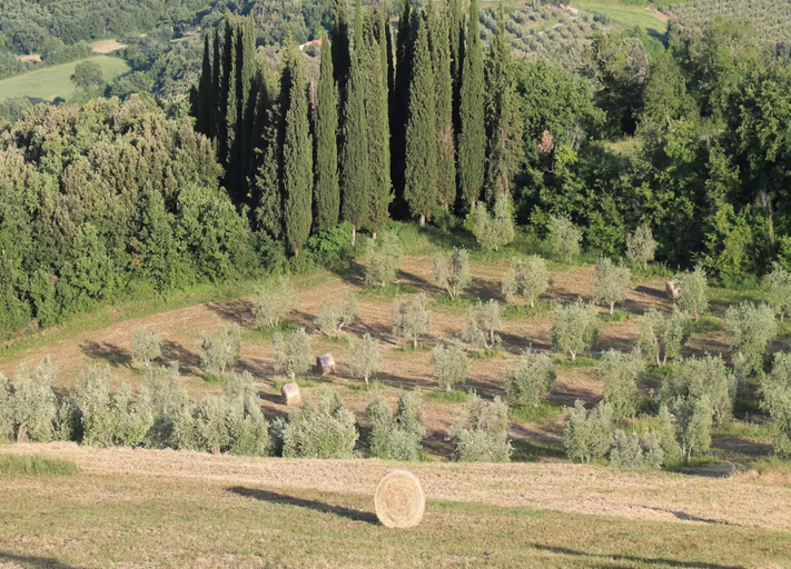 View from property 5, Peaceful Villa Stay in Tuscany, Siena