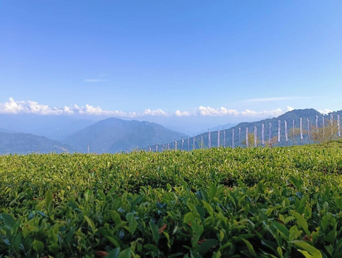 Others 3, Cherry Resort, South Sikkim