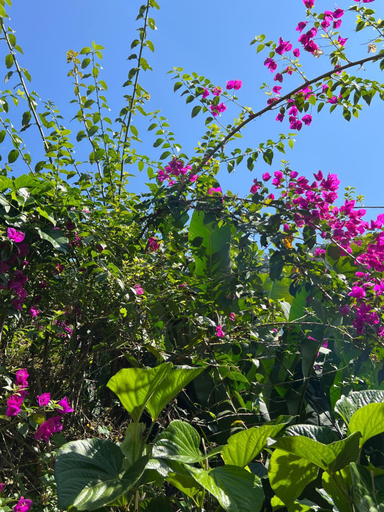 Others 4, Recanto da Floresta Suites, Ubatuba