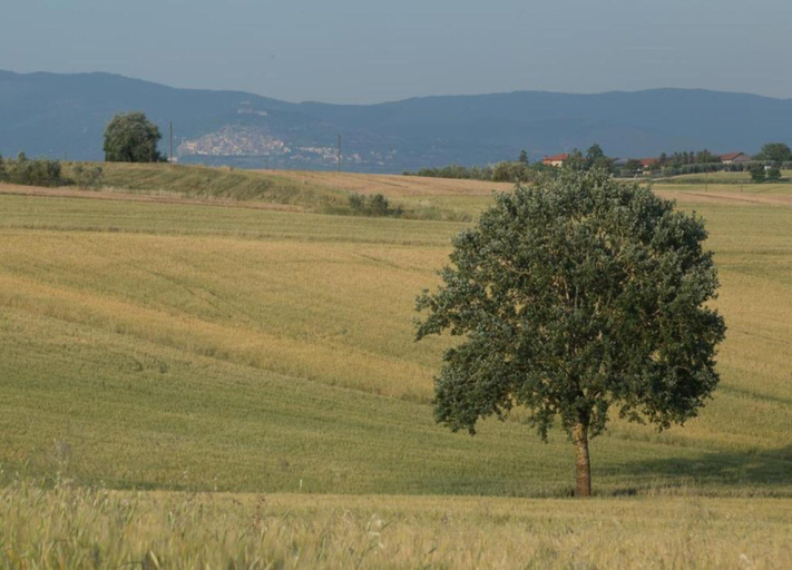 View from property 4, Tranquil Cortona Home, Arezzo