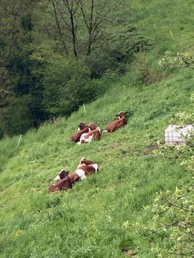 Others 5, Auberge le bois du cornet, Haute-Savoie