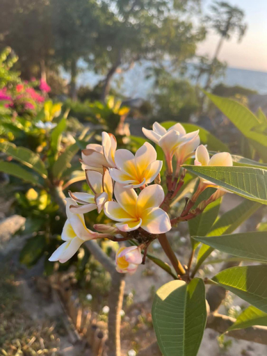 Others 3, Villa c'est la vie, Diana