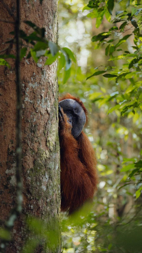 Others 2, Leuser Inn, Langkat