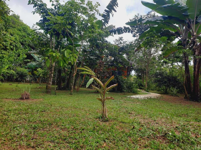 Others 3, corcovado green parrot, Osa