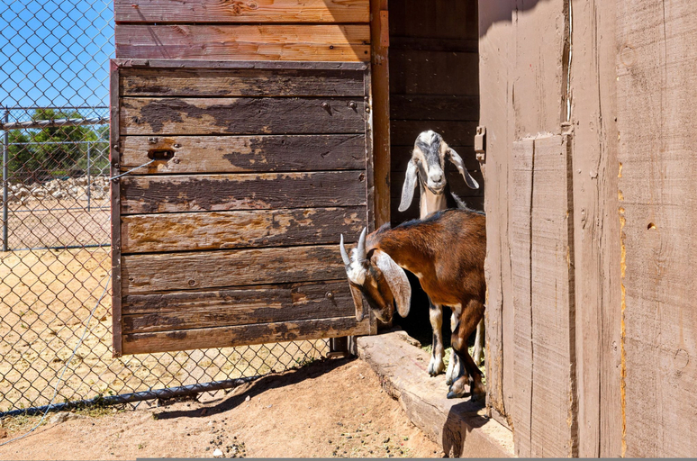 Room 4, Zebra Refuge Cottage-wild Unique Prescott Stay, Yavapai