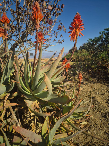 Others 5, The Border Post, Bed and Breakfast, Uthukela