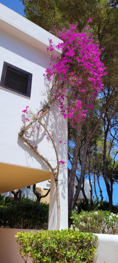 Others 4, Club Cala Azul, Baleares