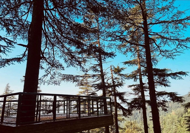Others 5, Fairmount Shimla Forest Greens, Shimla