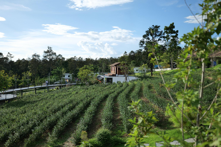 Others 5, PASSA Tea Plantation @Mae On, K. Mae On