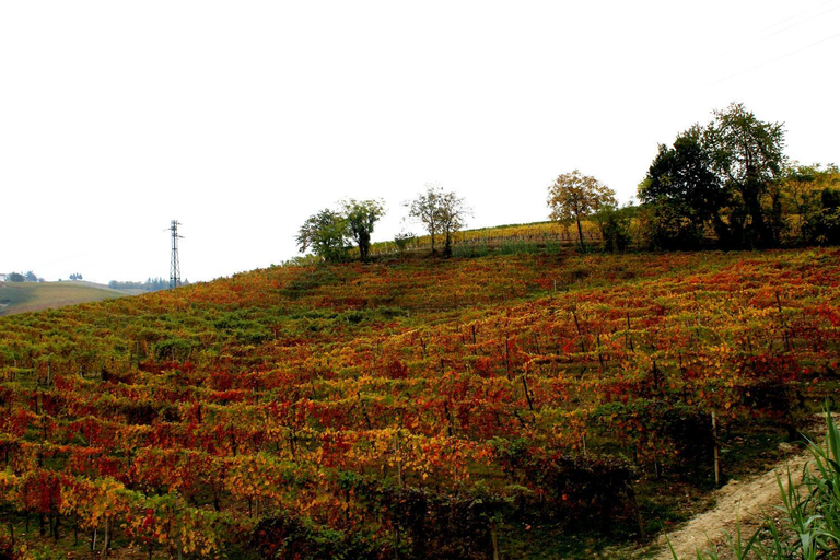 Others 5, Vin dell'Olmo, Asti