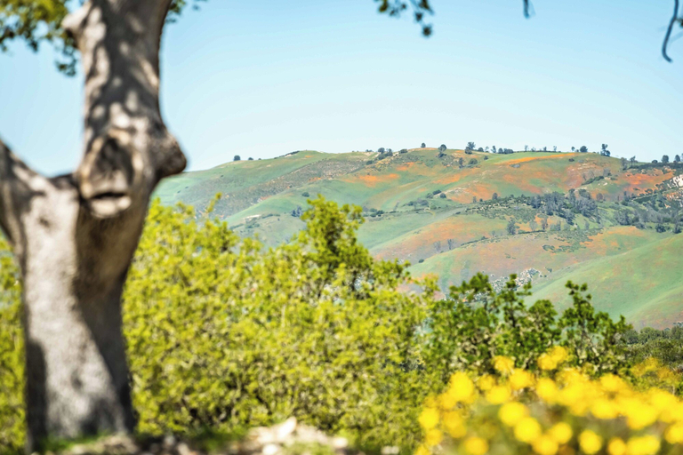Others 5, Blue Oak Oasis At Lake Naci, San Luis Obispo
