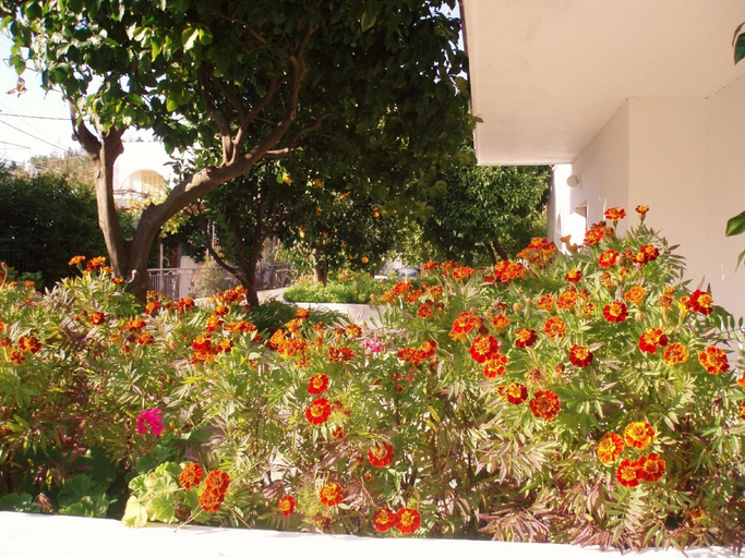 Others 4, Alexios Studios, Thessaly