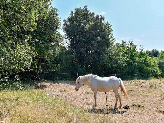 Others 5, Gite in holiday park with swimming pool, Charente-Maritime