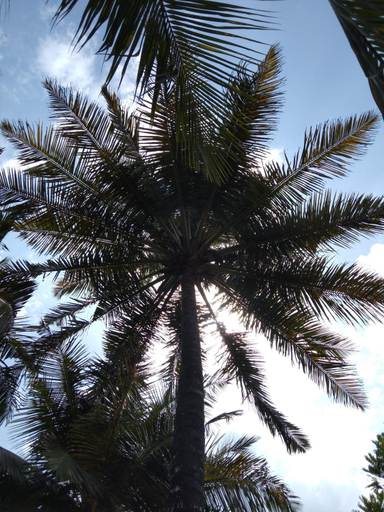 Others 2, Patini Bungalows - Beach Garden, Tangalle