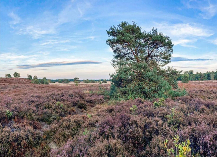 View from property 2, Bungalow in Veluwe With Sauna & Nature Views, Putten