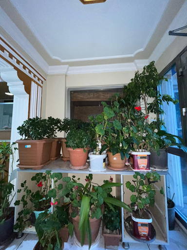Others 5, Bolu Otel, Merkez