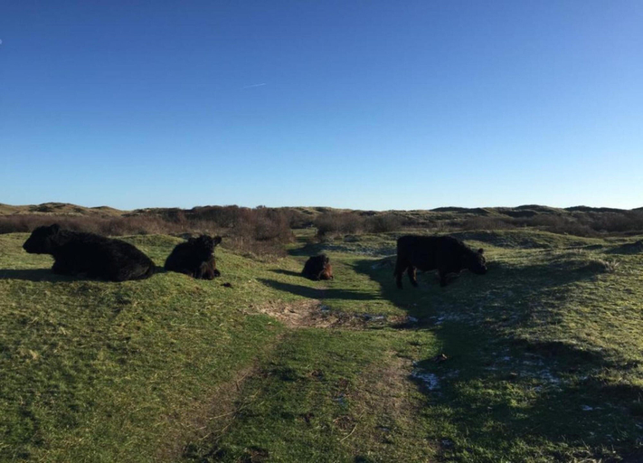 View from property 4, Restyled Single Storey Bungalow, Near the Sea on Texel, Texel