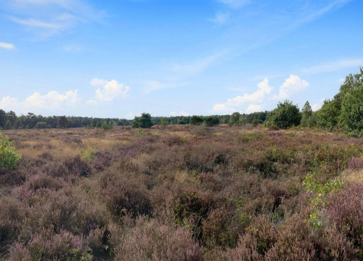 View from property 4, Bungalow in Veluwe With Sauna & Nature Views, Putten