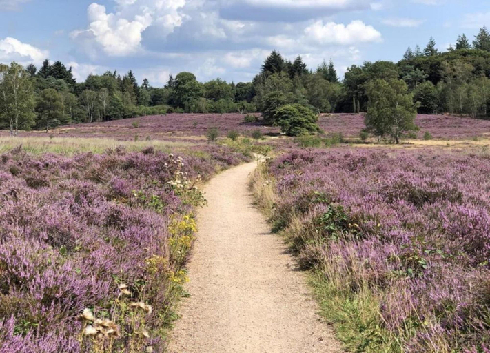 View from property 5, Bungalow in Veluwe With Sauna & Nature Views, Putten