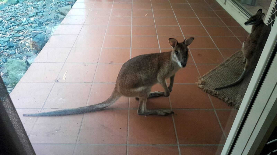 Others 4, Wallaby Hideaway, Cairns