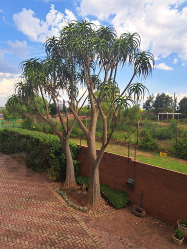 Others 5, Casa Mana Air B&B, City of Tshwane