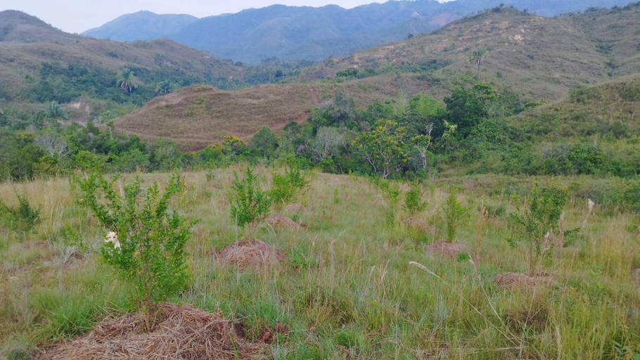 Others 3, Birding Colombia Lodge cerca a Ibague, Rovira