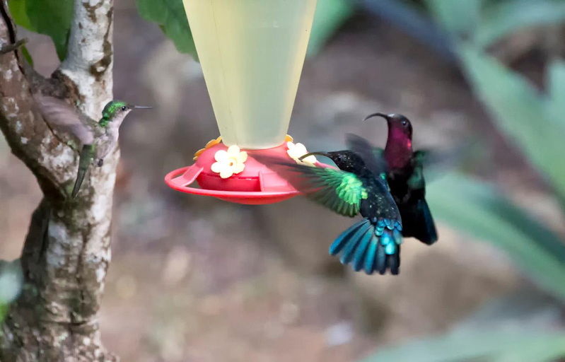 Food & Drinks 5, Au Jardin Des Colibris Ecolodge&Spa, Deshaies