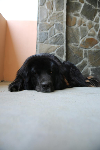 Others 5, The Buransh Inn, Almora