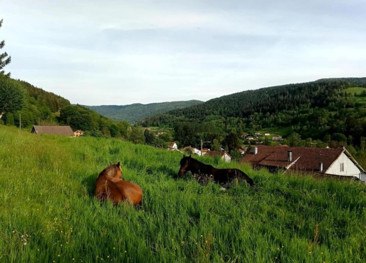 View from property 5, 2 Chalets for 4 People, Vosges