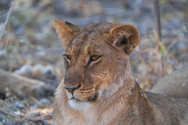 Others 5, Khwai Mokoro Safaris and Campsites, Ngamiland East