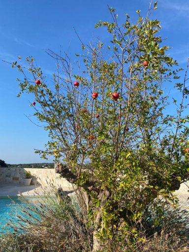 Others 5, Trulli Clematis with Pool, Brindisi