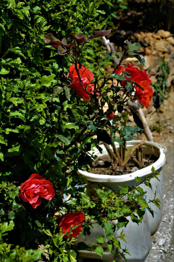 Others 4, Ridhisidhicottage, Shimla