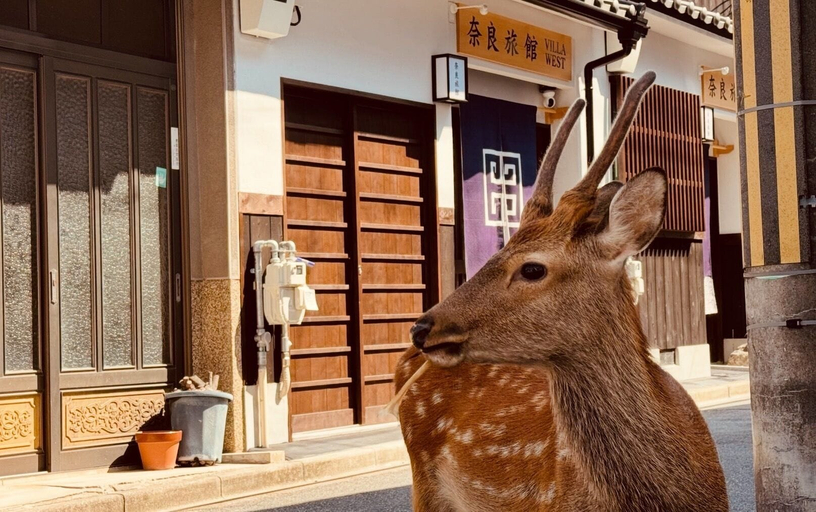 Others 4, Nara-Ryokan  Villa West, Nara