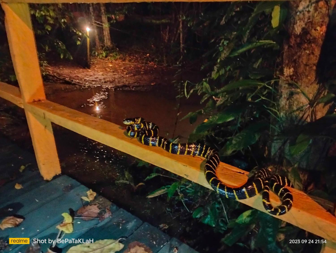 Others 4, Borneo Jungle Adventure, Kinabatangan