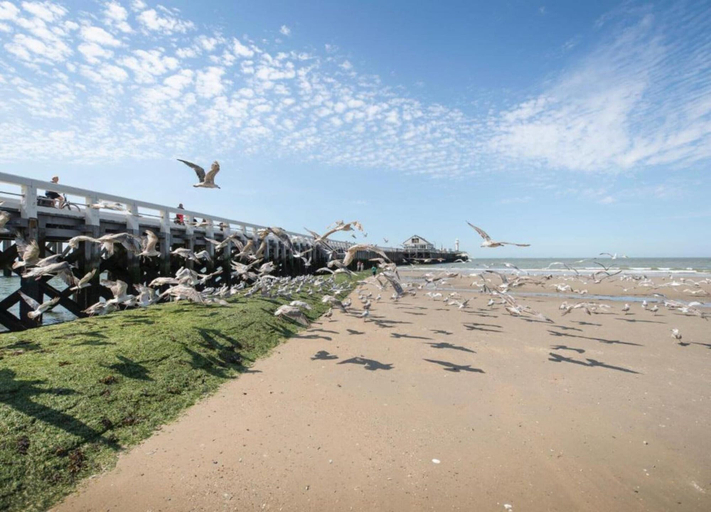 View from property 4, Flat in Blankenberge With Stunning Sea Views, West-Vlaanderen