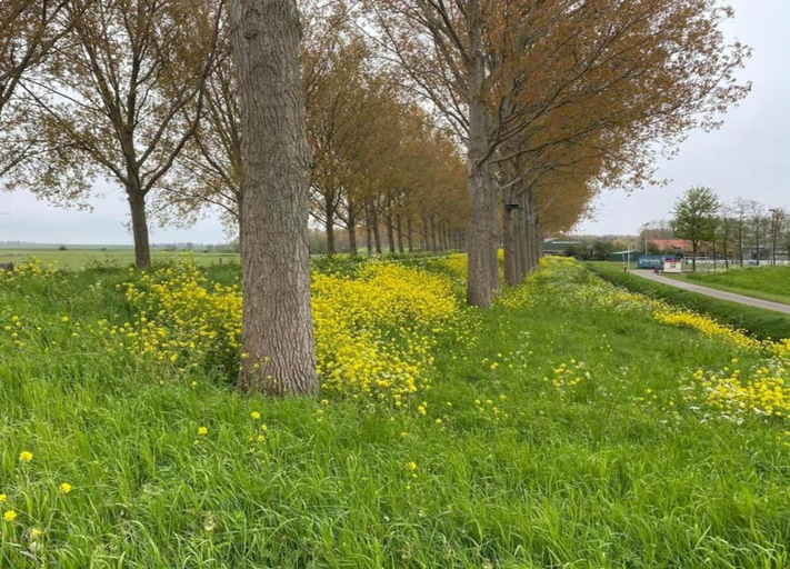 View from property 3, Holiday Home in Simonshaven Near Lake Beach, Bernisse
