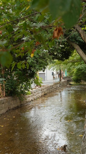 Surrounding environment 3, 初音(はつね), Kyoto