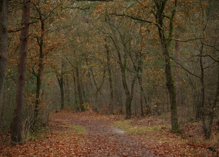 View from property 3, Holiday Home in Veluwe With Sauna, Barneveld