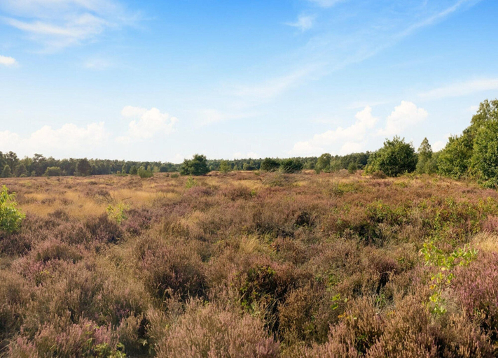 View from property 4, Holiday Home in Veluwe Near Nature Park, Barneveld