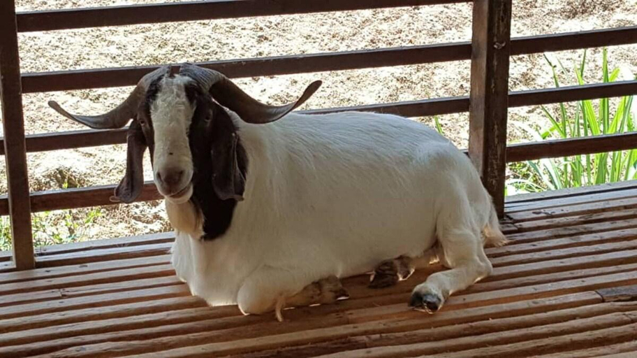 4, Manson Goat Cottage (A) - Nature escape hideaway, Cameron Highlands