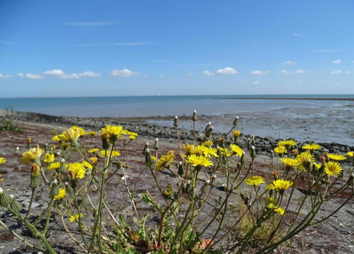 View from property 2, Holiday Home Wissenkerke Near Nature Reserve, Noord-Beveland