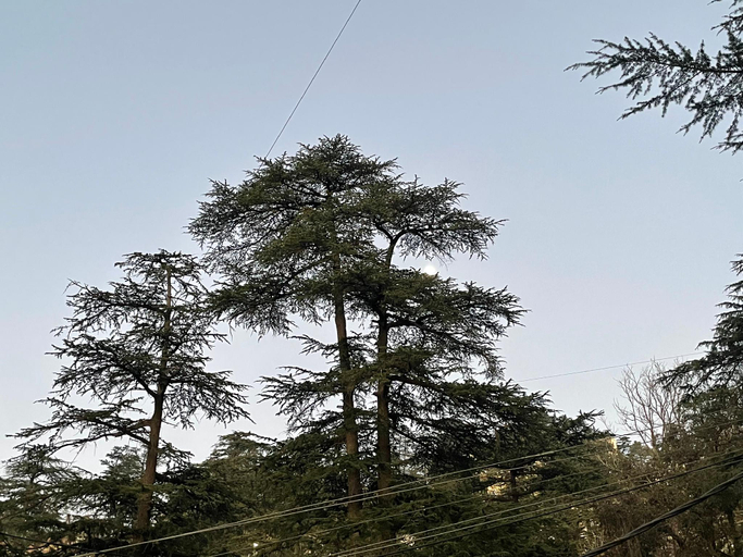 Others 3, Aarika Homestay, Shimla