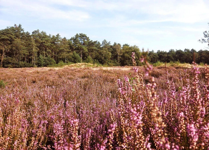 View from property 4, Apartment in Gelderland Near Nature Trails, Hengelo