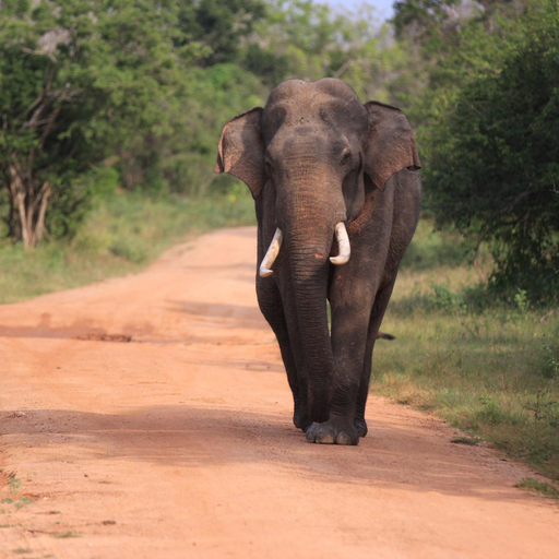 Others 4, Elephant Side Safari Bungalow, Embilipitiya