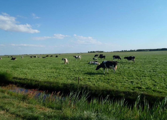 View from property 2, Bungalow in Sondel Near Slotermeer Lake, Gaasterlân-Sleat