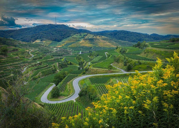 View from property 5, Weinberg-ferienwohnung, Oberrotweil, Breisgau-Hochschwarzwald