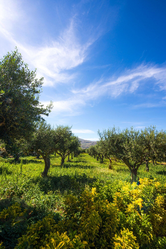 Room 5, L Ulivo Blu - Two-bed 3 With Mountain View - Loc, Trapani