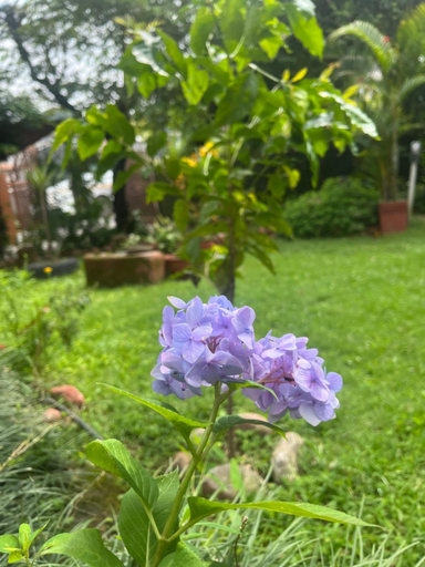 Exterior & Views 1, Cherry Garden Pokhara, Gandaki