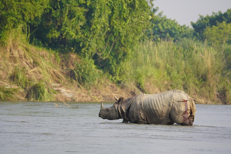 4, Wildflow jungle yoga safari and homestay, Narayani