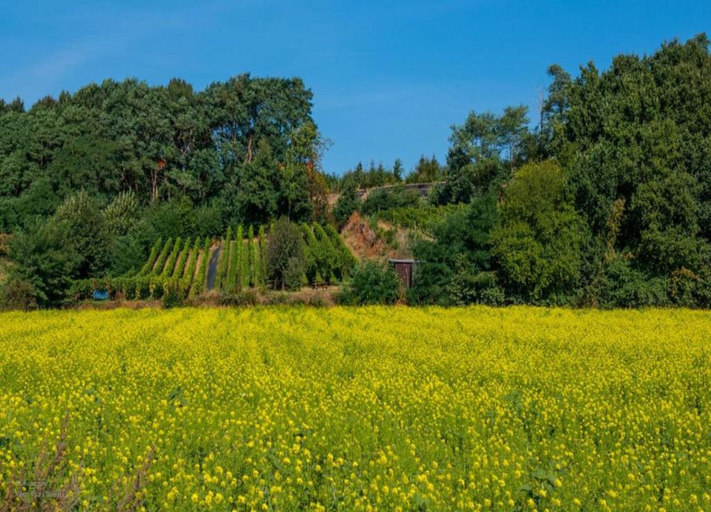 View from property 2, Scherpenheuvel Garden Home, Vlaams Brabant